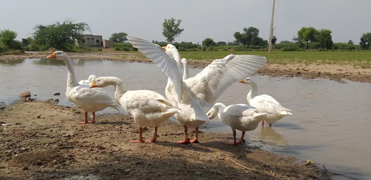 Ibishouse Farm Stay Bharatpur Exterior foto