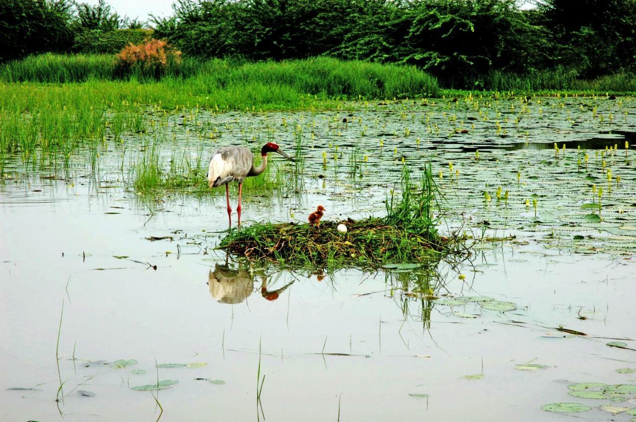 Ibishouse Farm Stay Bharatpur Exterior foto